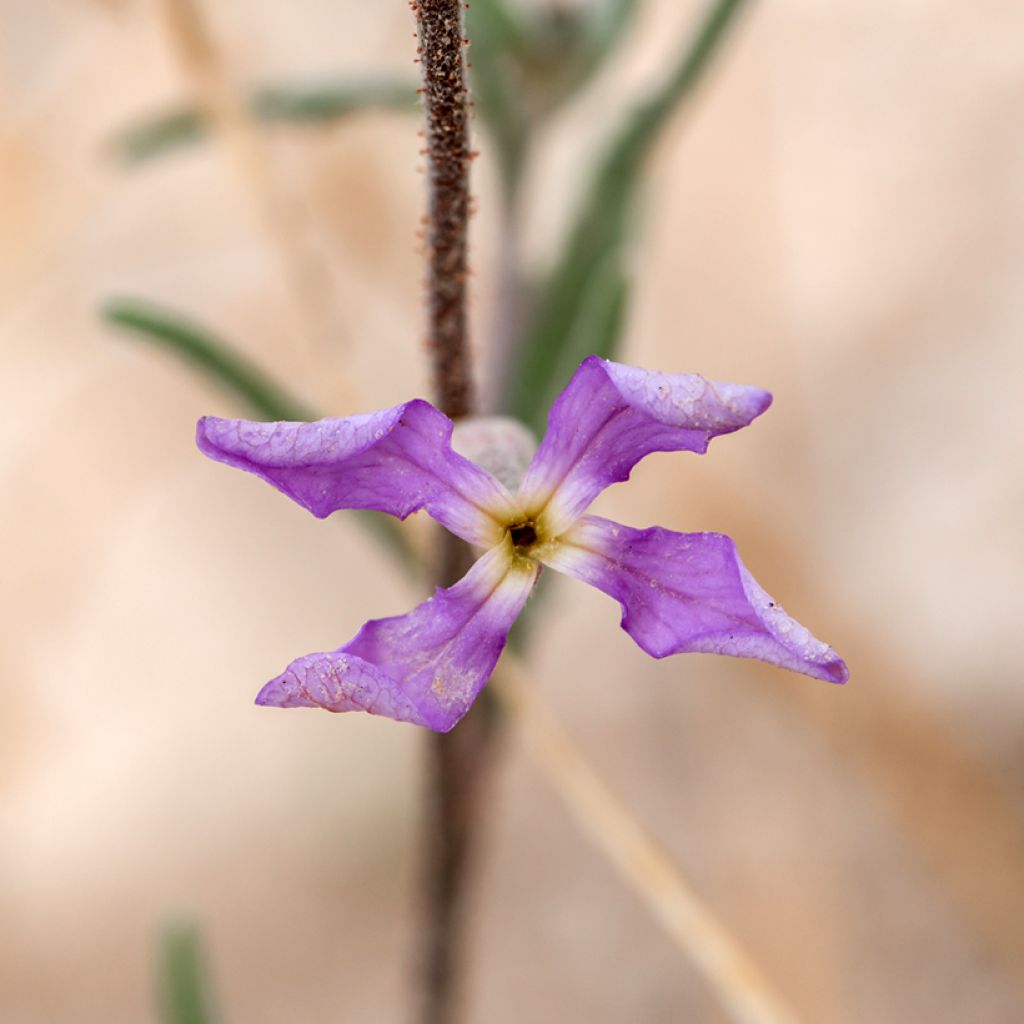 Kaarisarvileukoija (siemenet) - Matthiola longipetala bicornis