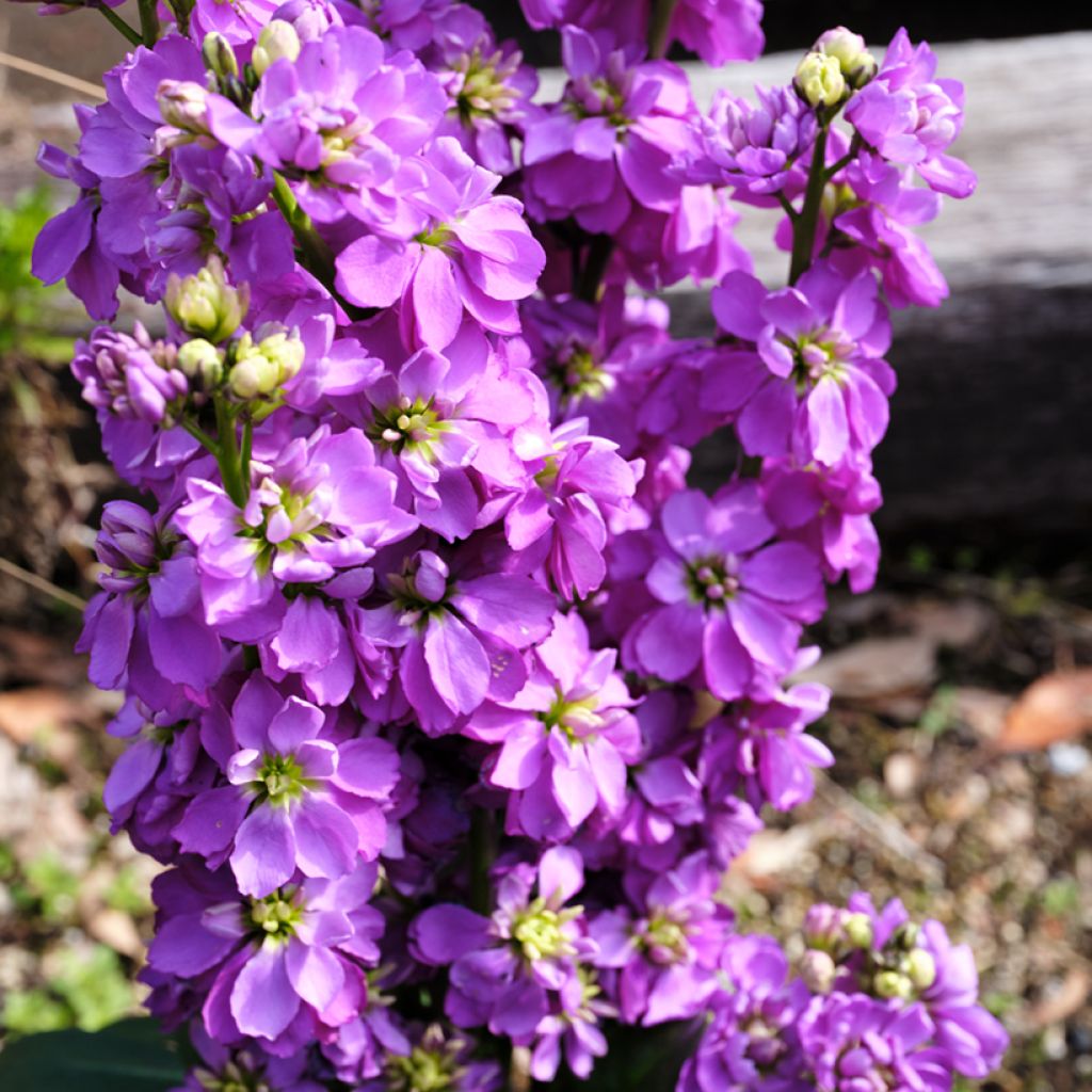 Kesäleukoija Anytime Lavender (siemenet)