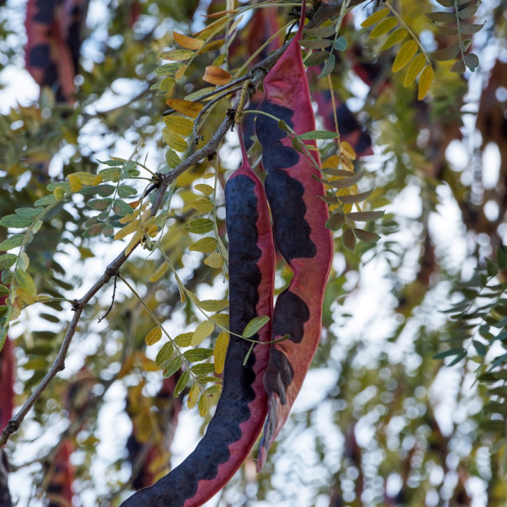 Lännenkolmioka (siemenet) - Gleditsia triacanthos f. inermis