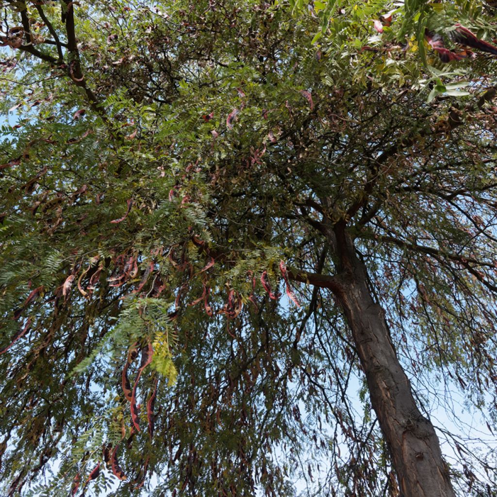 Lännenkolmioka (siemenet) - Gleditsia triacanthos f. inermis