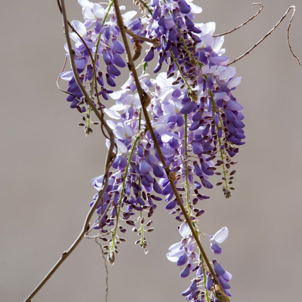 Kiinansinisade (siemenet) - Wisteria sinensis