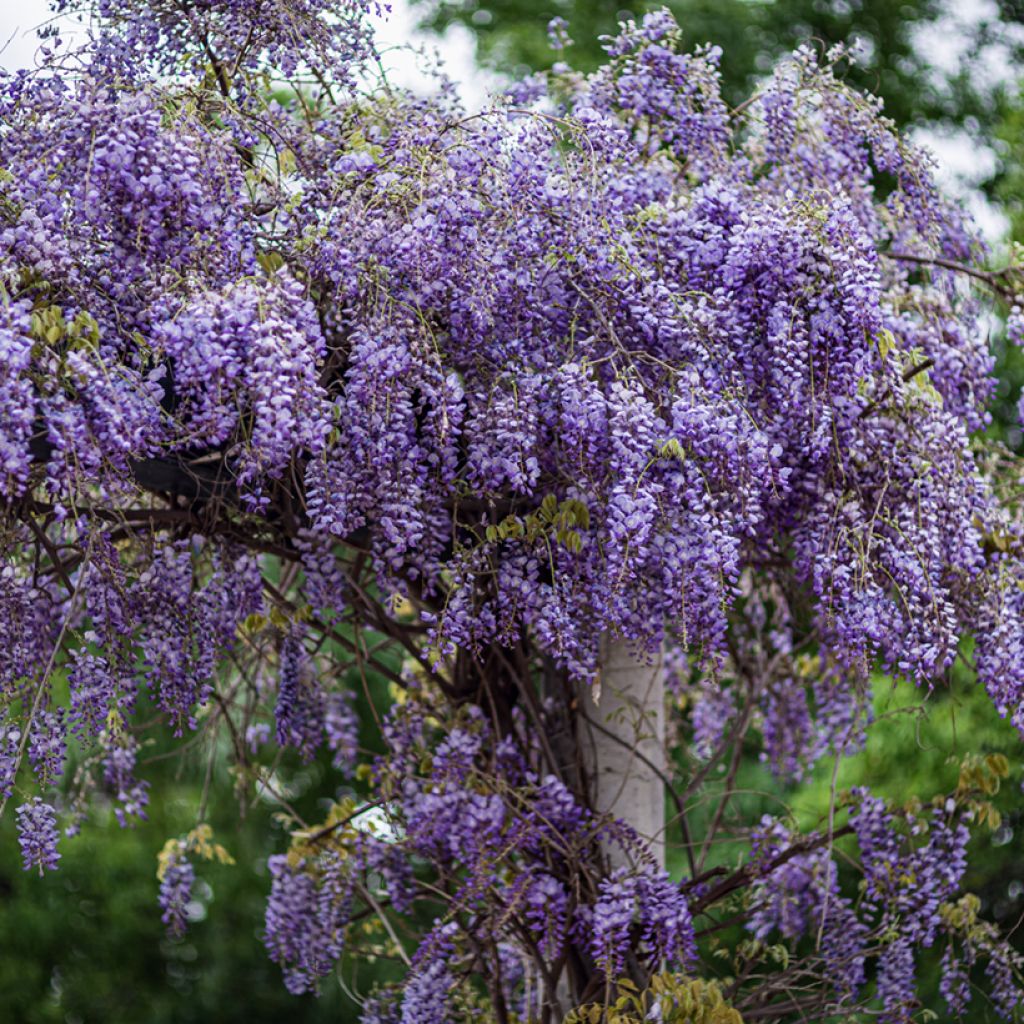 Kiinansinisade (siemenet) - Wisteria sinensis
