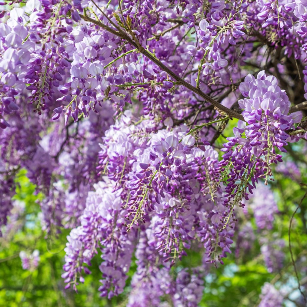 Kiinansinisade (siemenet) - Wisteria sinensis