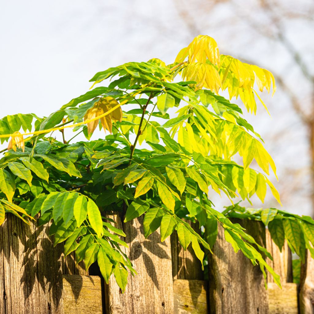 Kiinansinisade (siemenet) - Wisteria sinensis