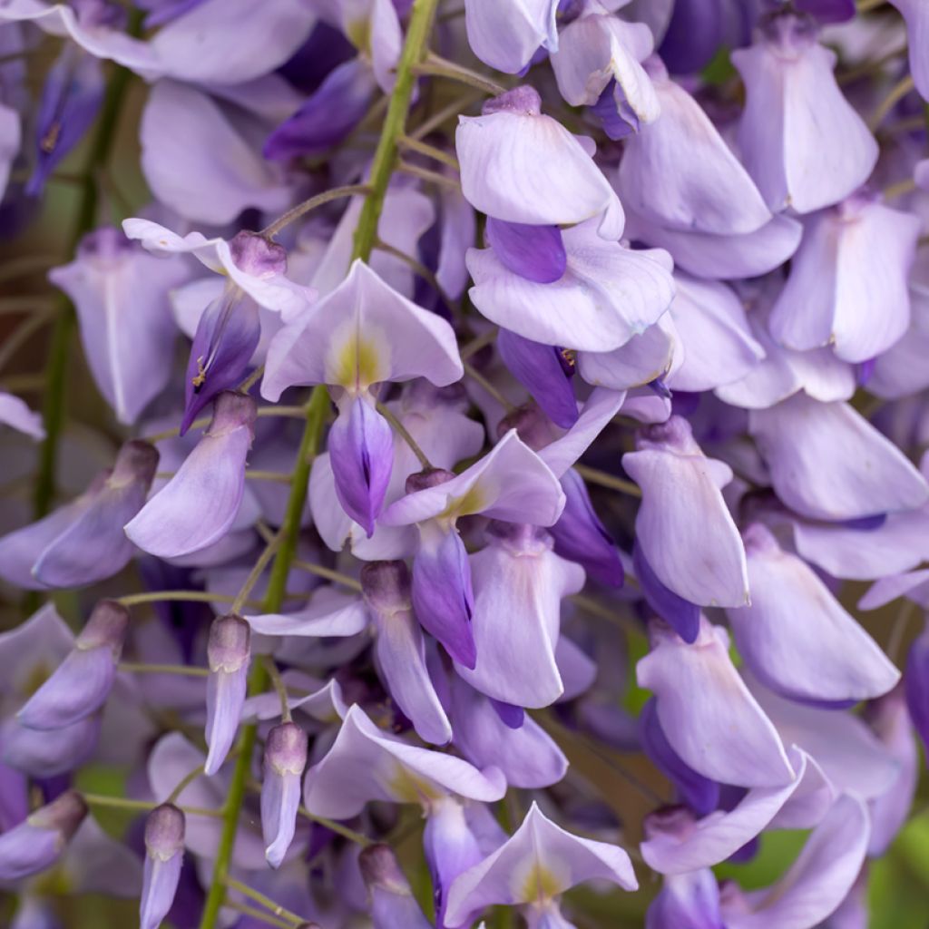 Kiinansinisade (siemenet) - Wisteria sinensis