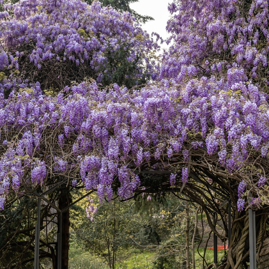 Kiinansinisade (siemenet) - Wisteria sinensis