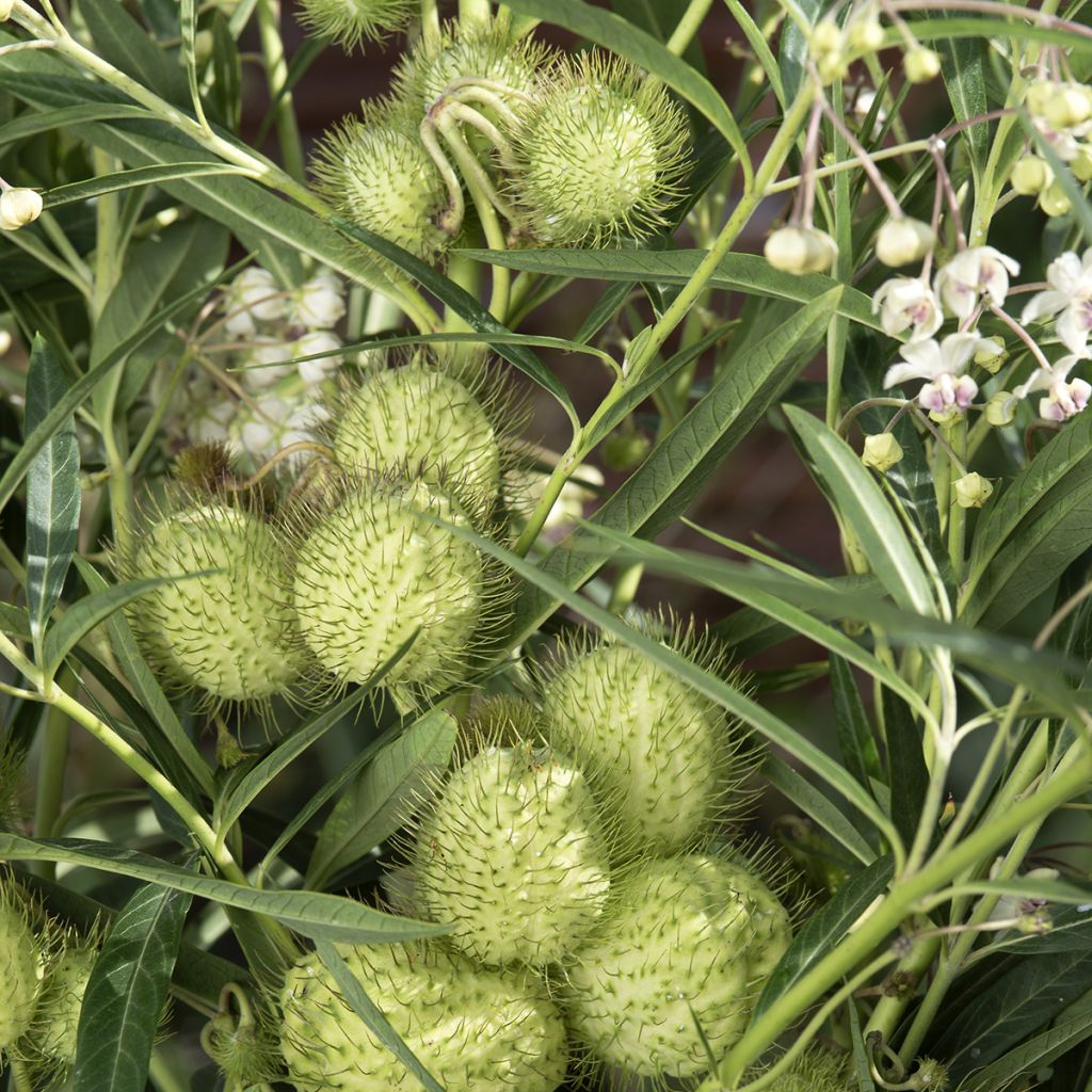 Gomphocarpus fruticosus Cottonbush (siemenet)