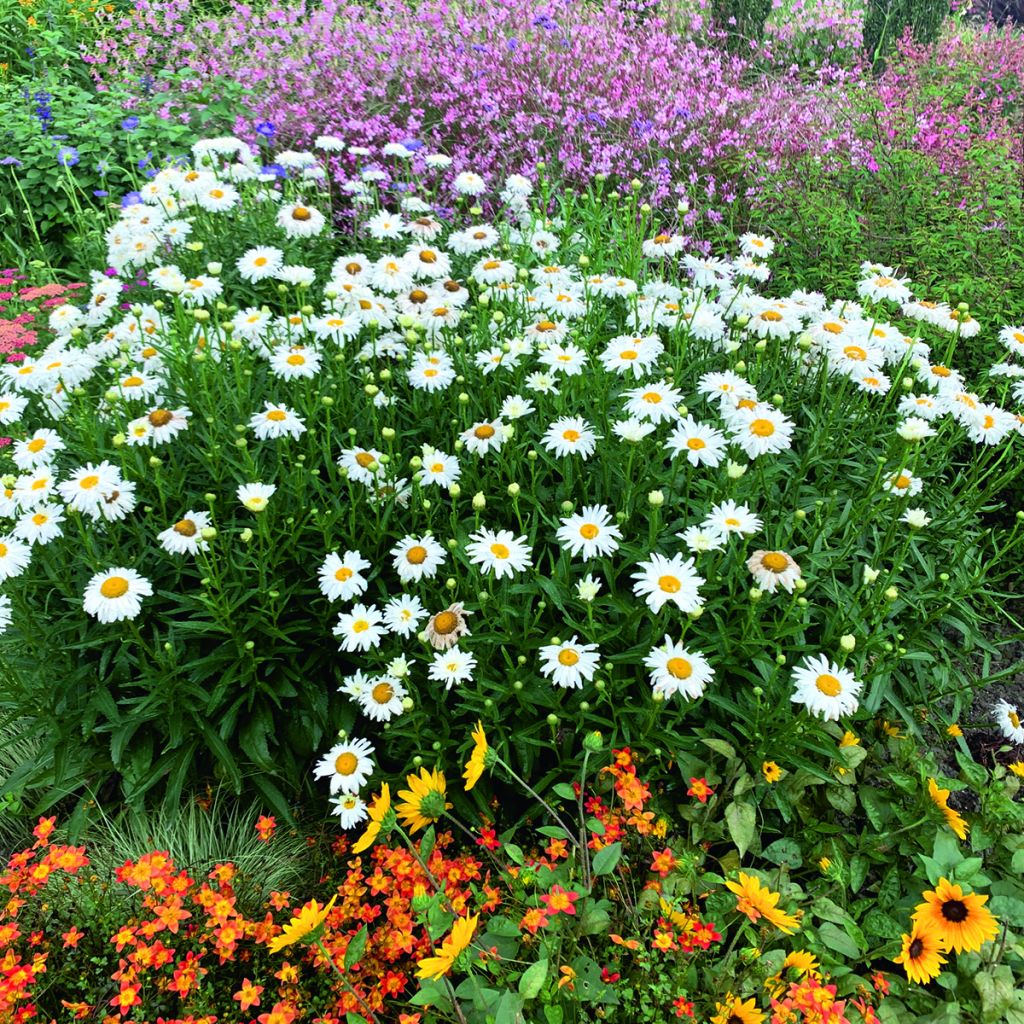 Isopäivänkakkara Crazy Daisy (siemenet)