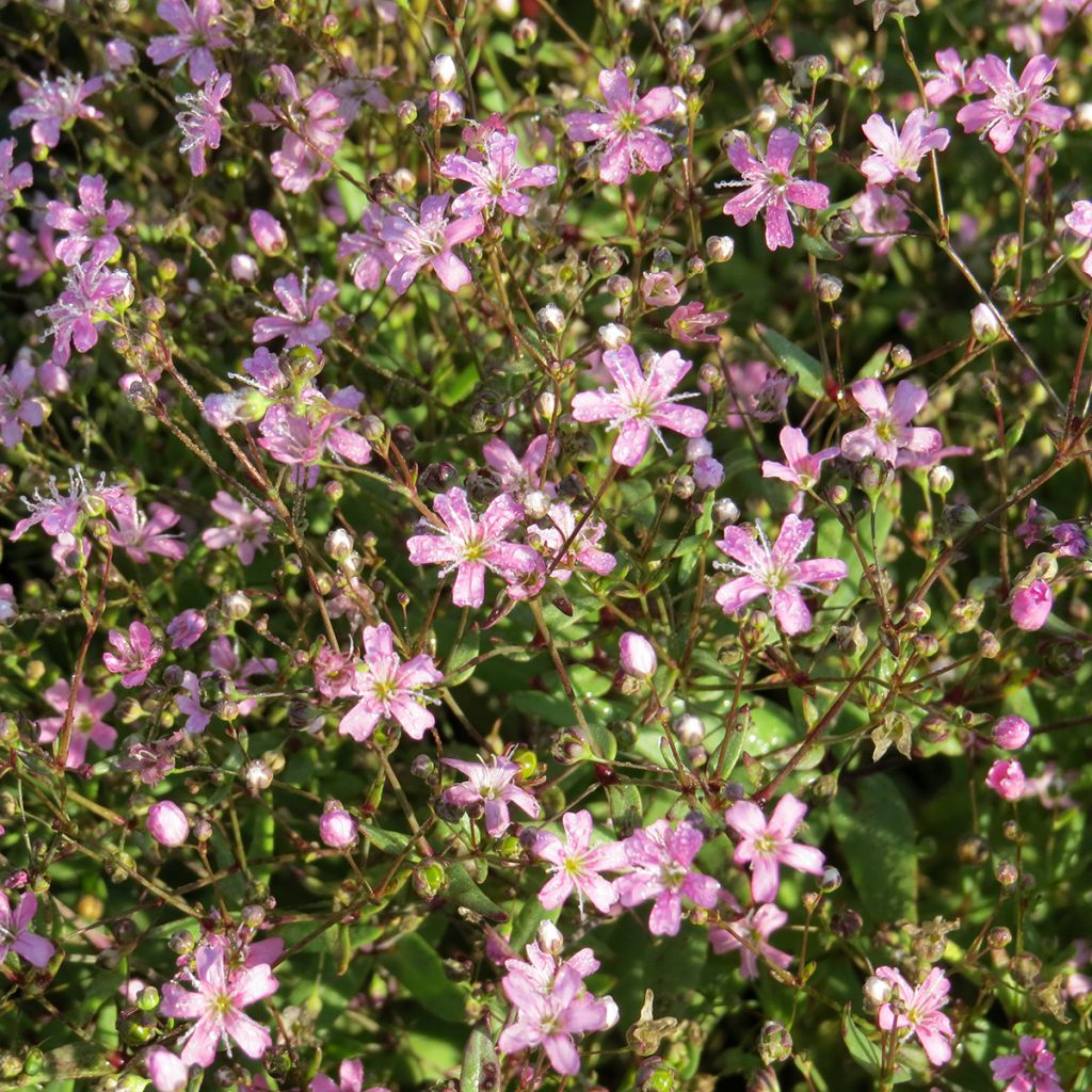 Kesäharso Rosea (siemenet)