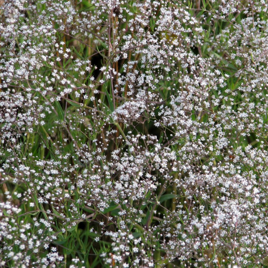 Morsiusharso (siemenet) - Gypsophila paniculata