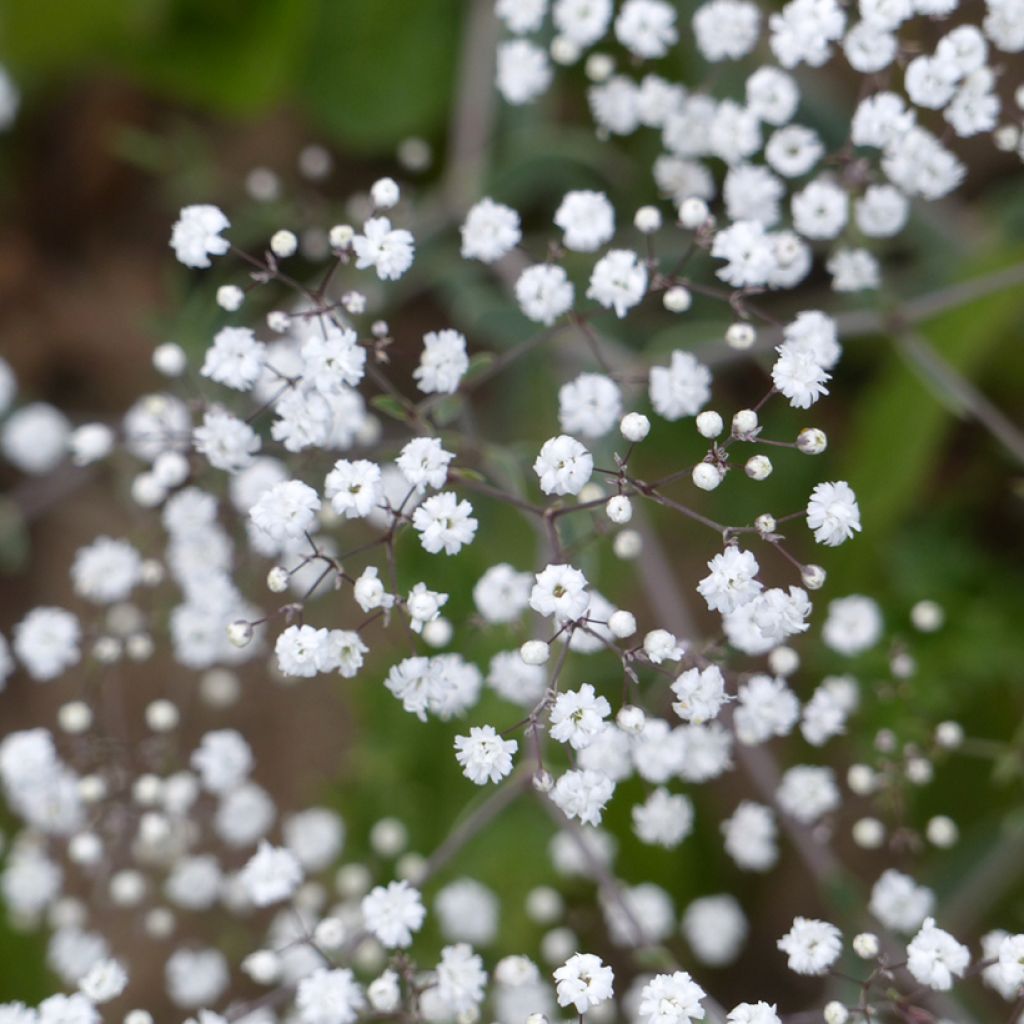 Morsiusharso Snowflake (siemenet)