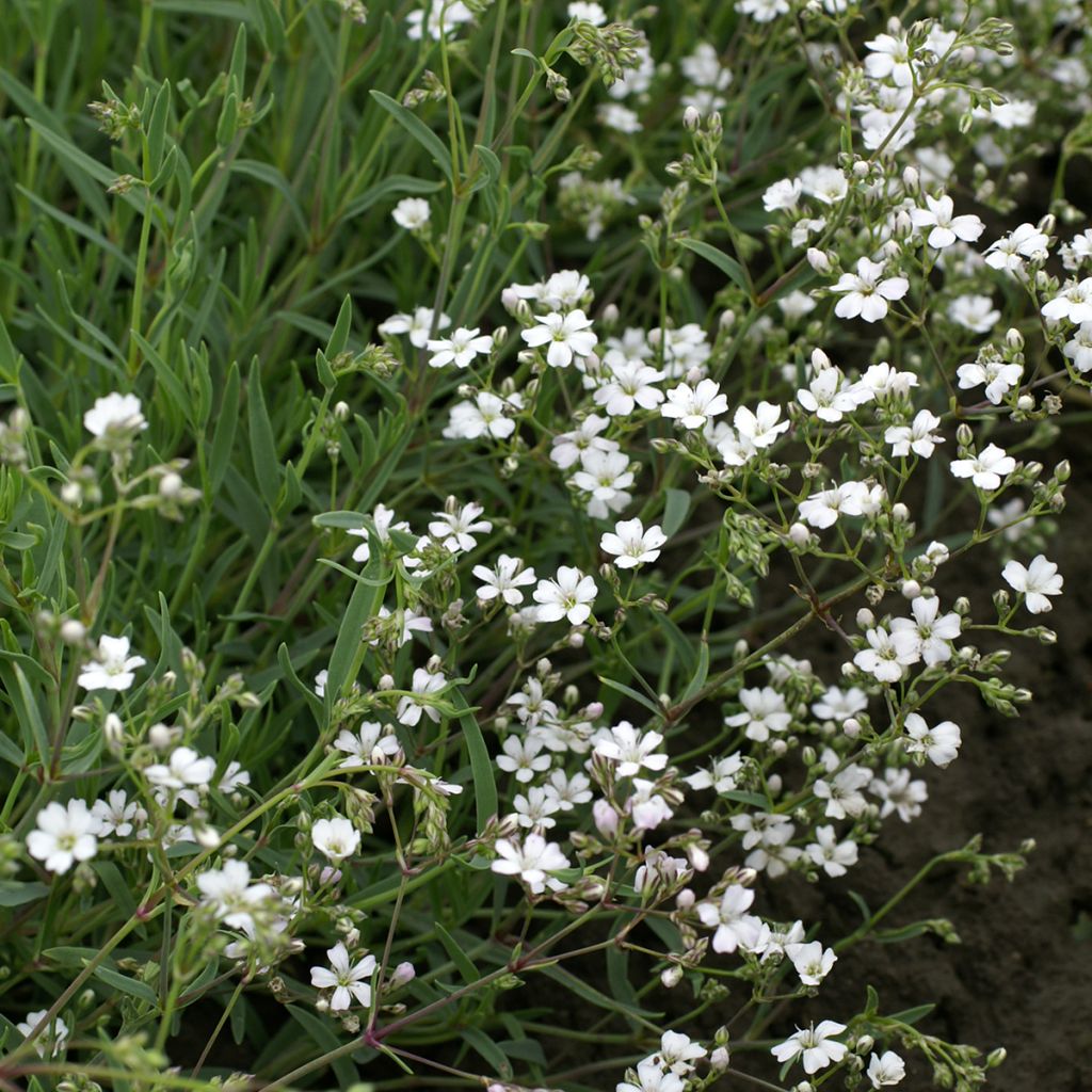 Mätäsharso Alba (siemenet)