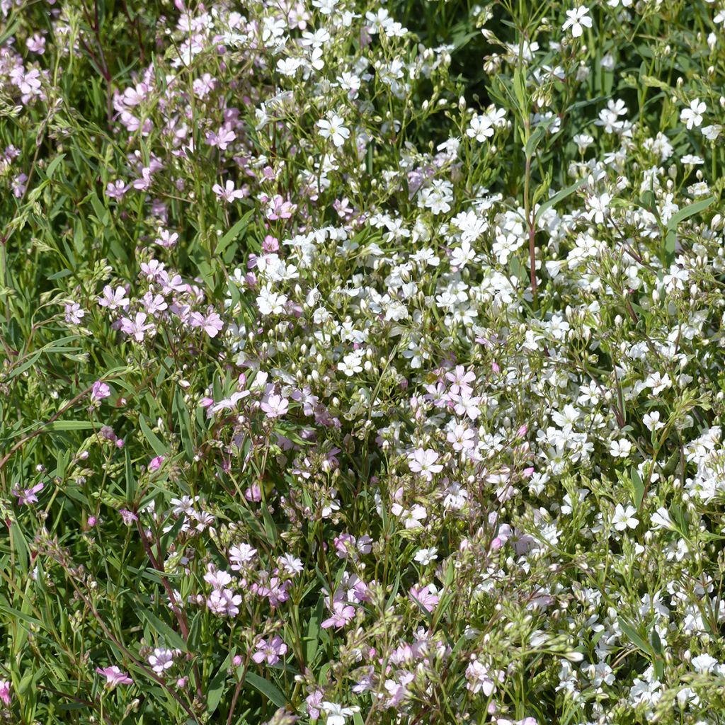 Mätäsharso Albarosa Mix (siemenet)