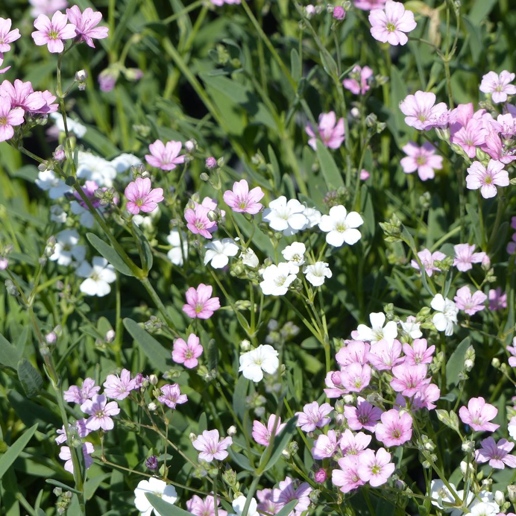 Mätäsharso Albarosa Mix (siemenet)