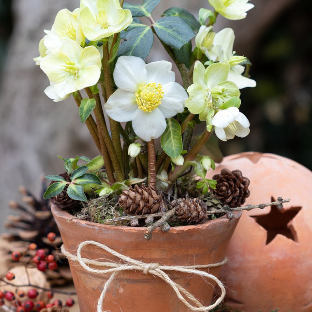 Vaaleajouluruusu (siemenet) - Helleborus niger