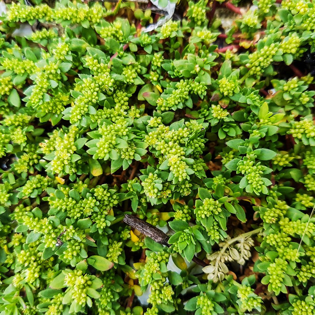 Herniari glabra (siemenet)