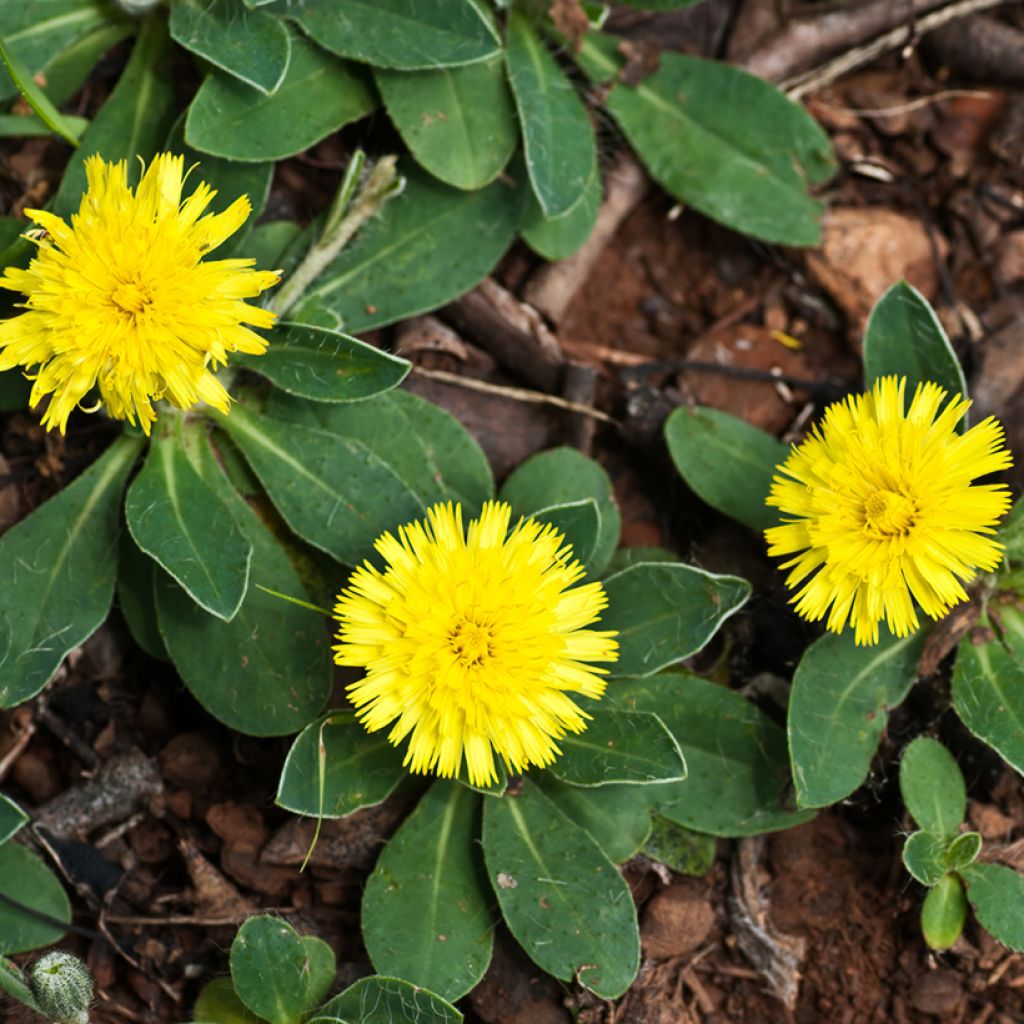 Huopavoikeltano (siemenet) - Pilosella officinarum