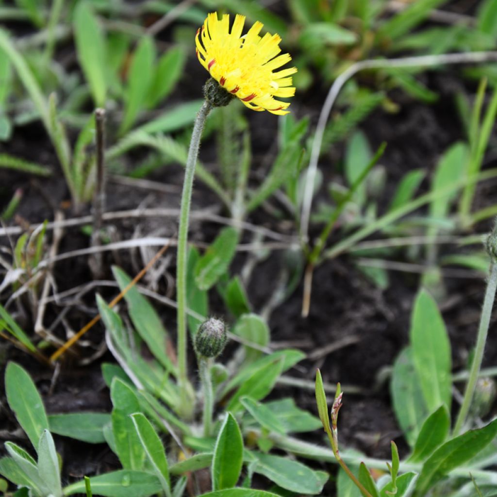 Huopavoikeltano (siemenet) - Pilosella officinarum