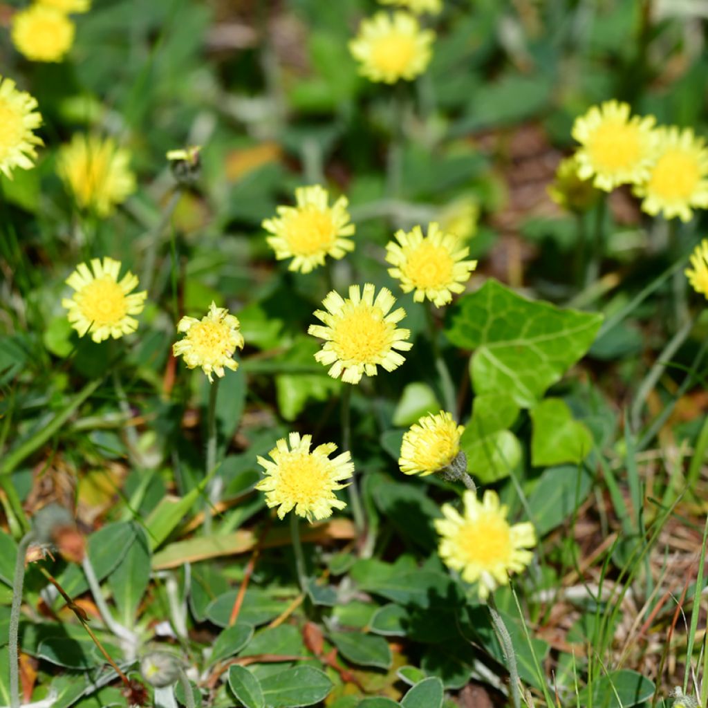 Huopavoikeltano (siemenet) - Pilosella officinarum