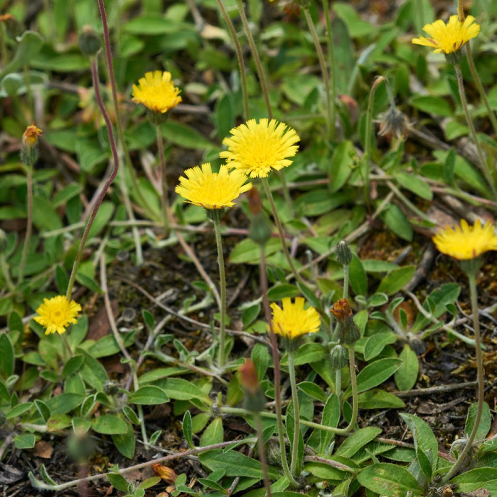 Huopavoikeltano (siemenet) - Pilosella officinarum