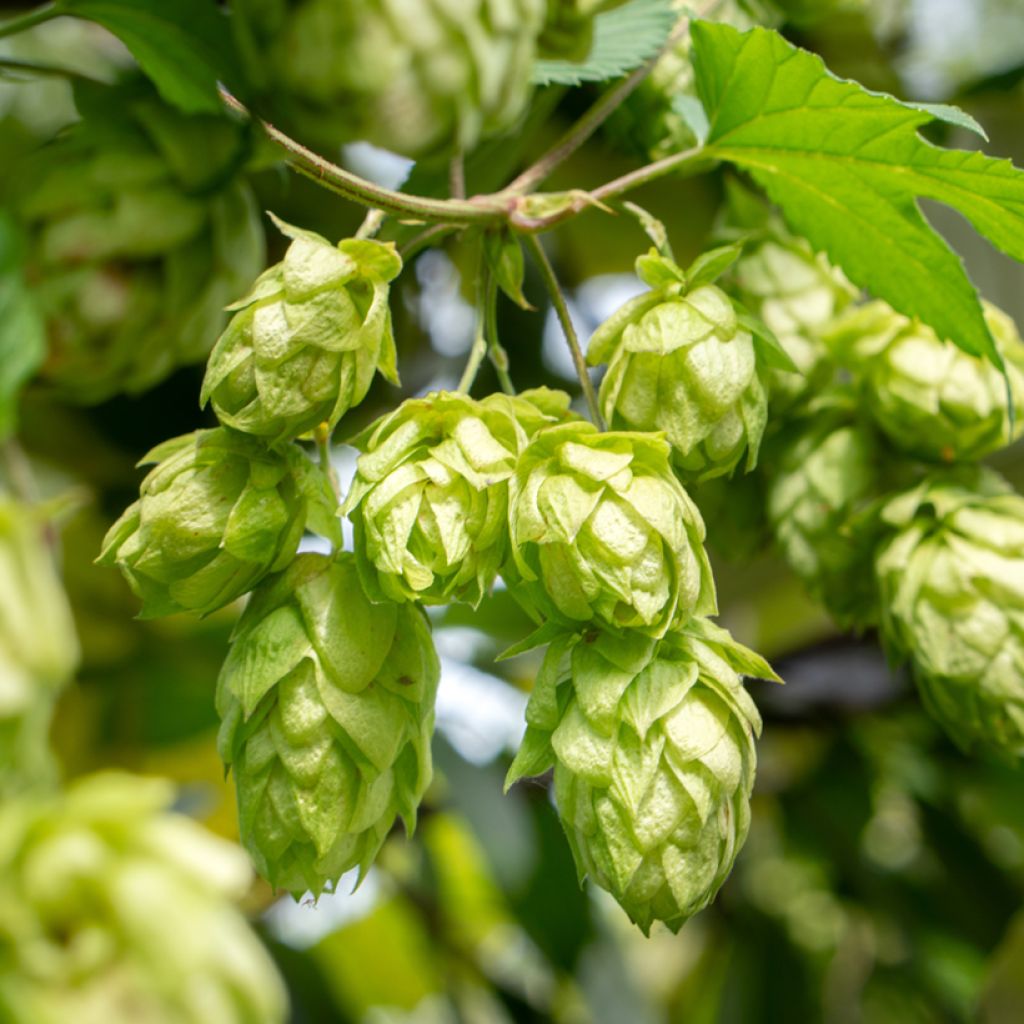 Humala (siemenet) - Humulus lupulus