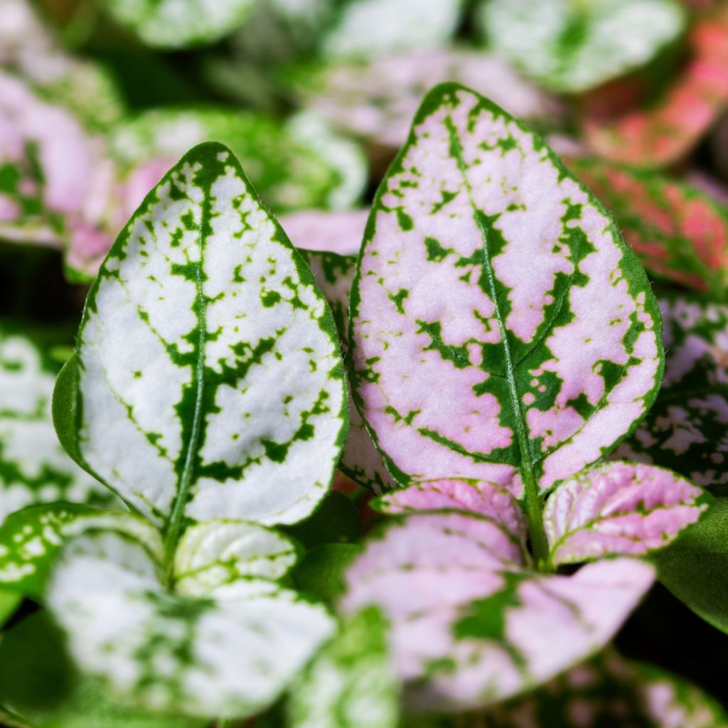 Hypoestes phyllostachya Coloratus Mix (siemenet)