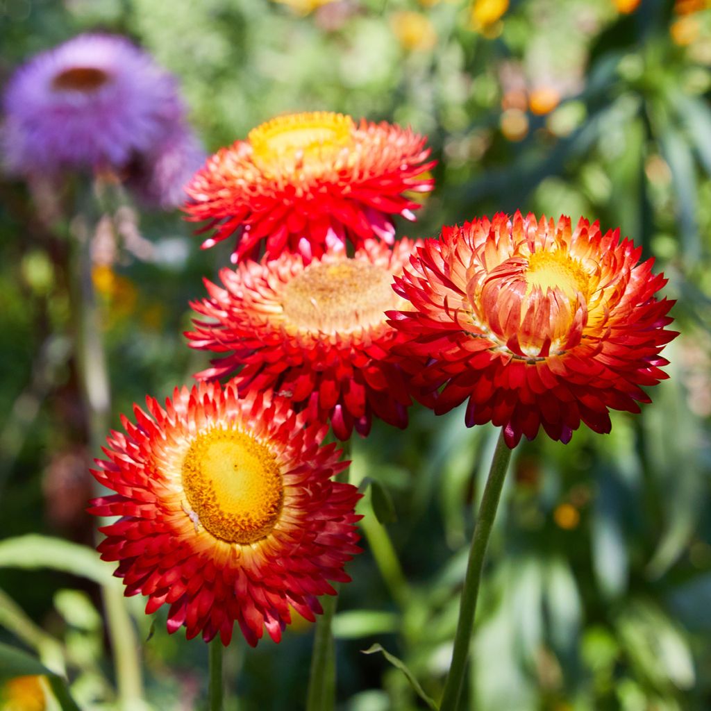 Iso-olkikukka Fireball Bio luomu (siemenet)