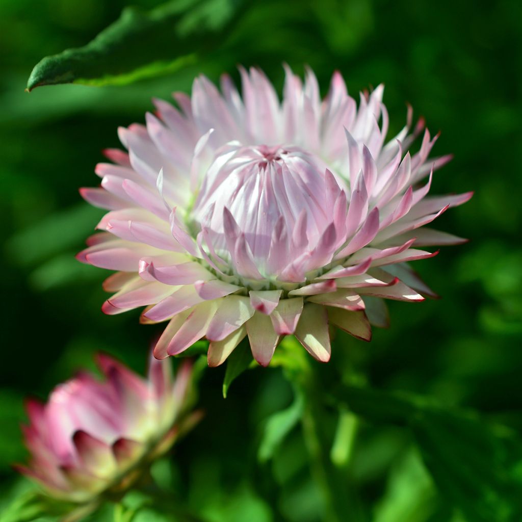Iso-olkikukka King Size Silvery Rose (siemenet)