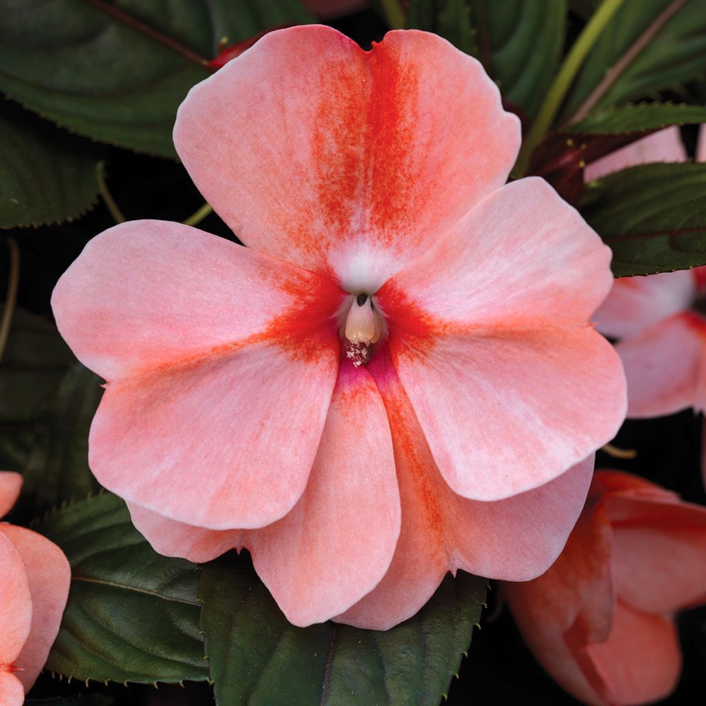 Sateenkaaripalsami Sweet Orange (siemenet)