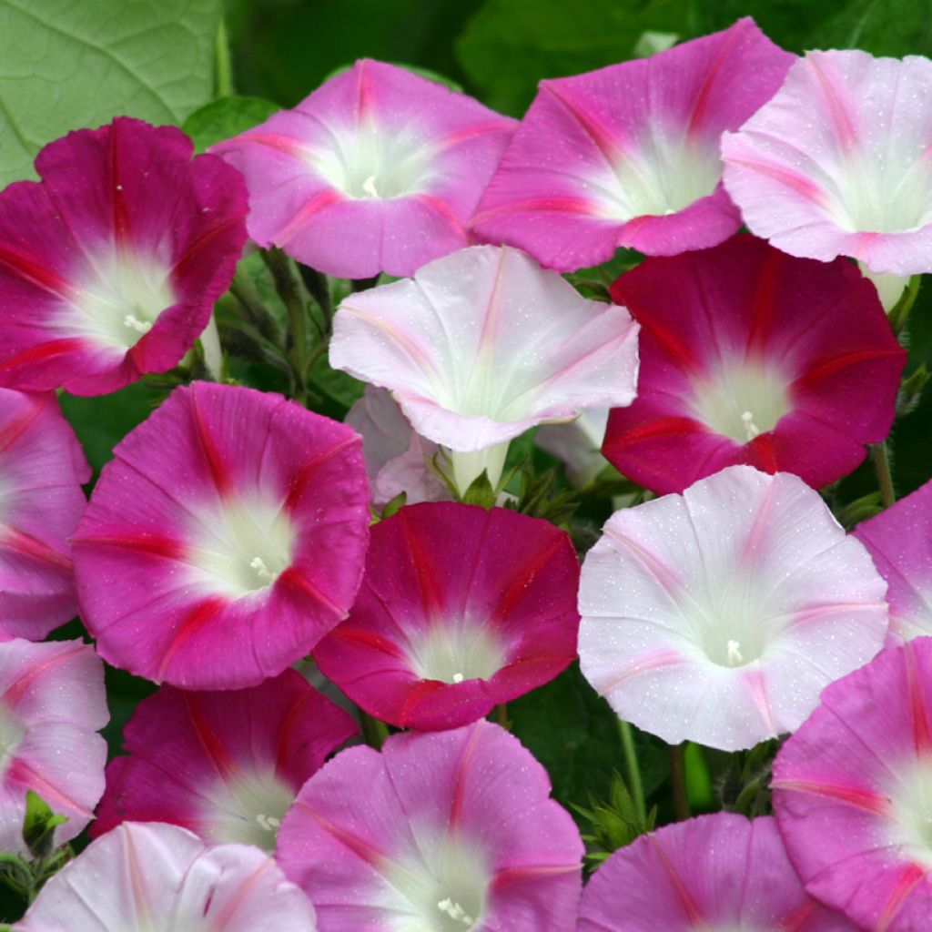 Aitoelämänlanka La Vie en Rose (siemenet)