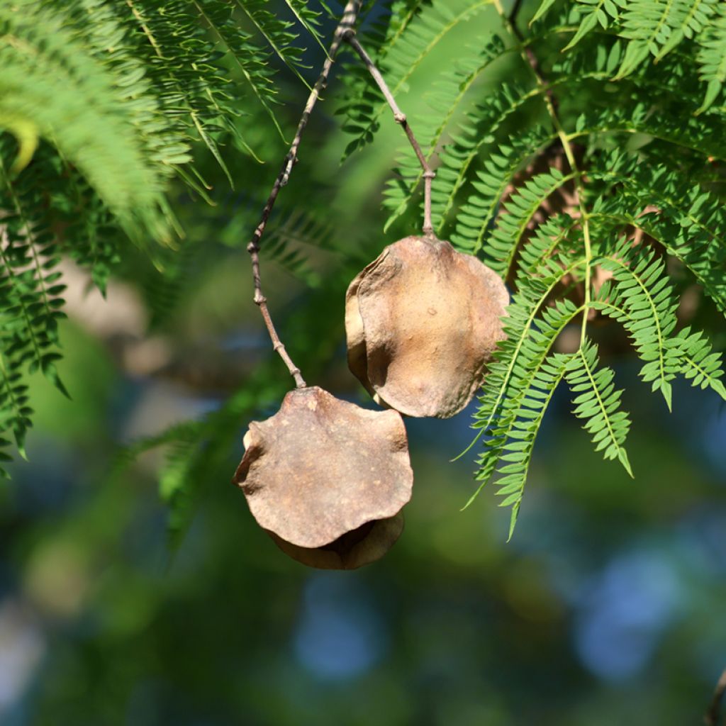 Jakaranda (siemenet) - Jacaranda mimosifolia