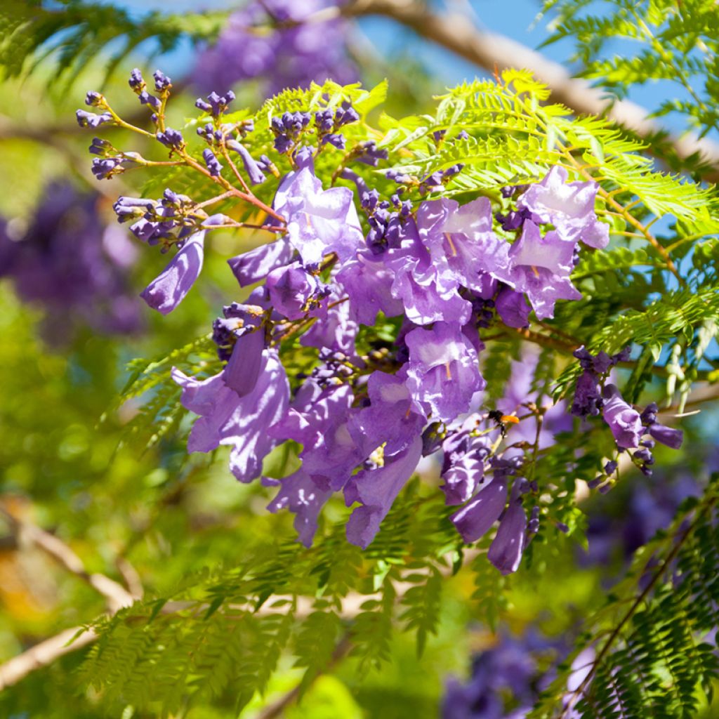 Jakaranda (siemenet) - Jacaranda mimosifolia