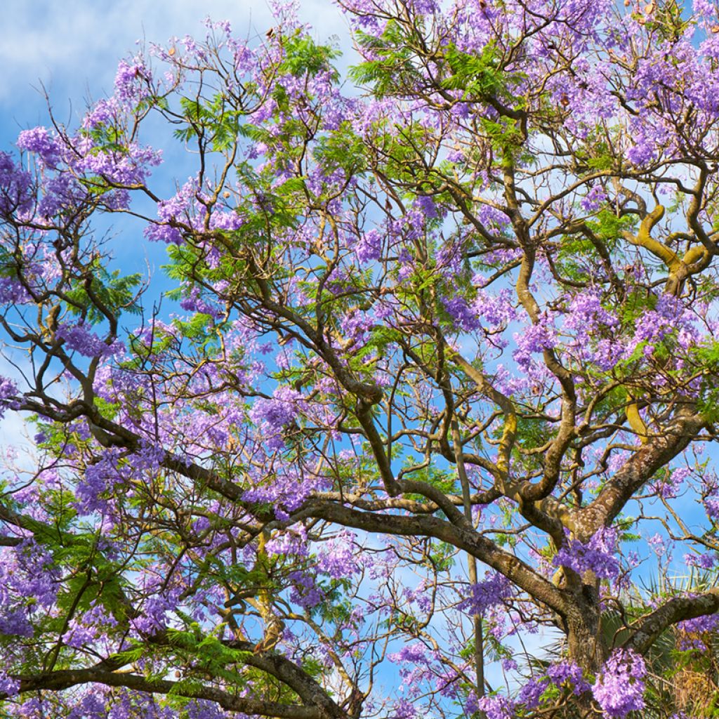 Jakaranda (siemenet) - Jacaranda mimosifolia
