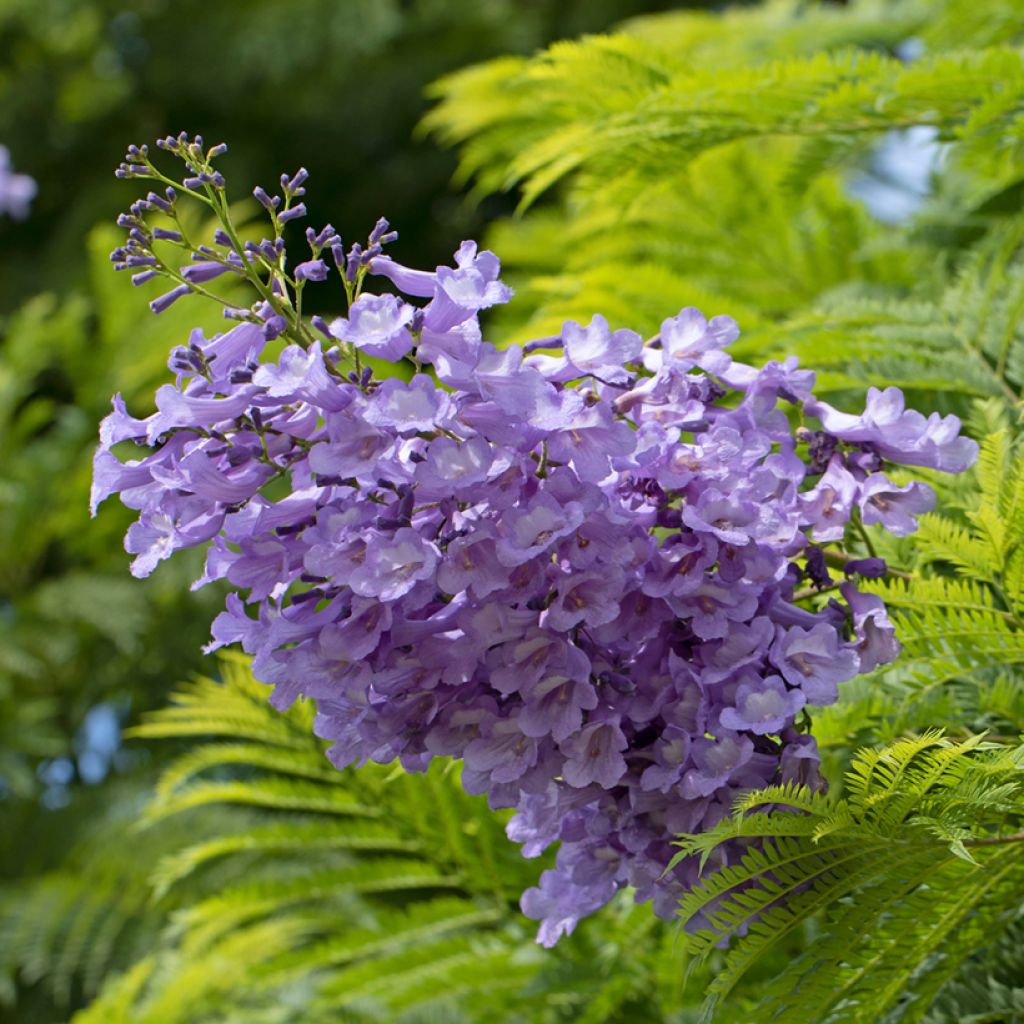 Jakaranda (siemenet) - Jacaranda mimosifolia