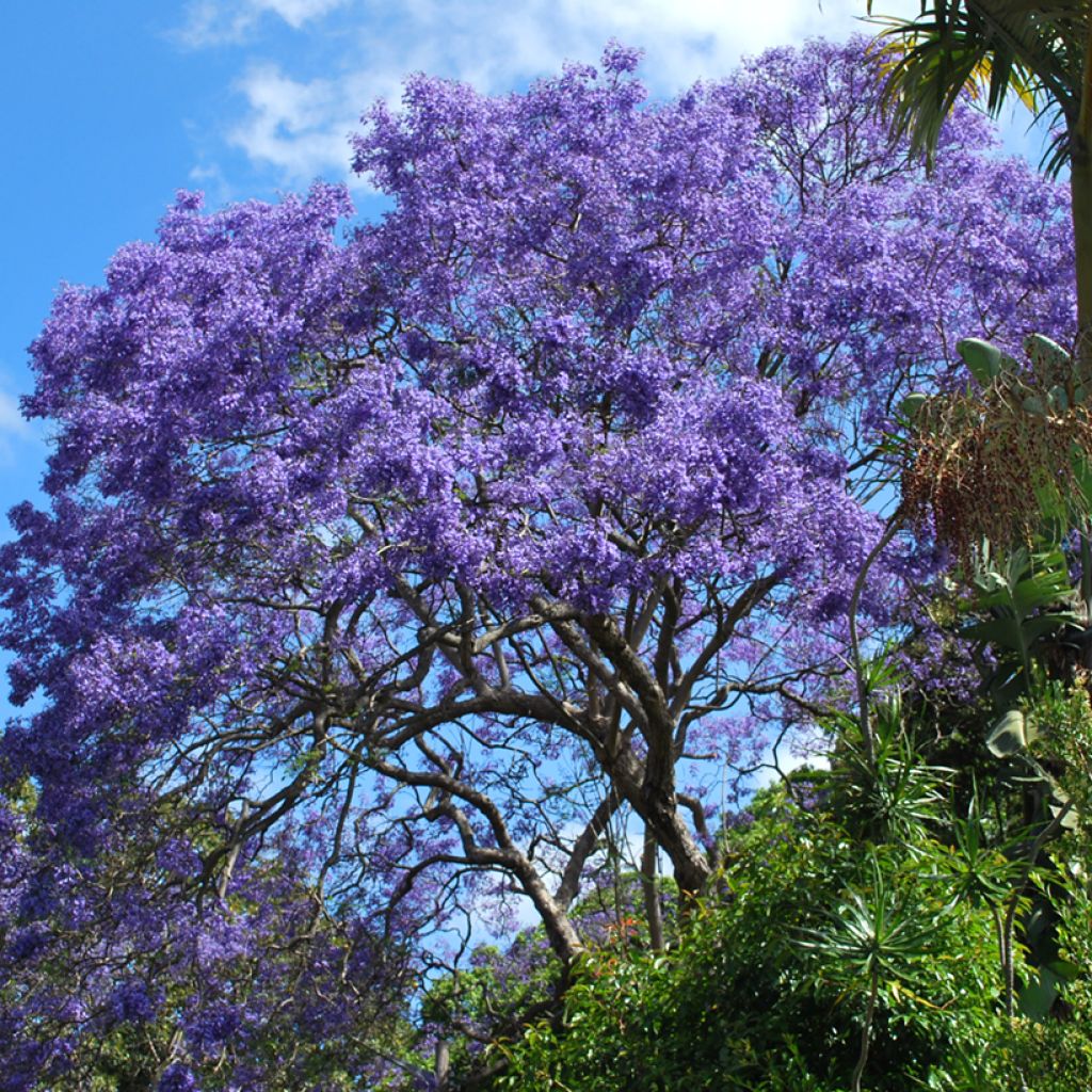 Jakaranda (siemenet) - Jacaranda mimosifolia