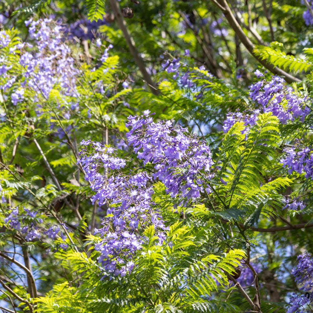 Jakaranda (siemenet) - Jacaranda mimosifolia