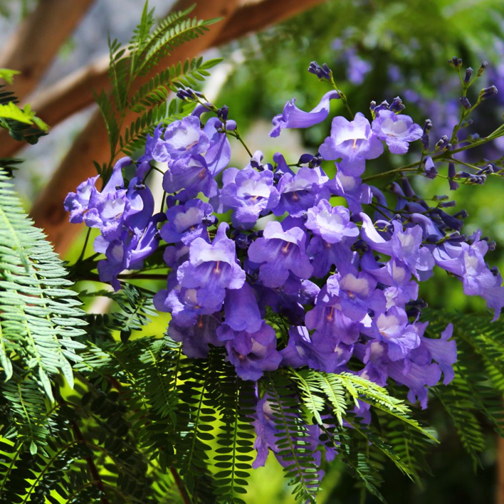 Jakaranda (siemenet) - Jacaranda mimosifolia