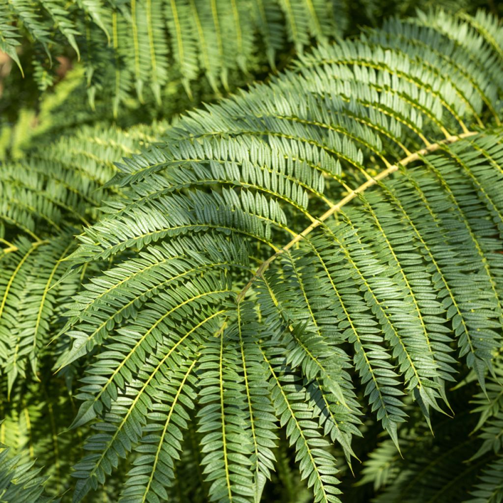 Jakaranda (siemenet) - Jacaranda mimosifolia