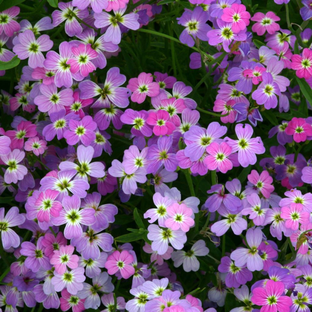 Merimalkolmia Spring Sparkle (siemenet)