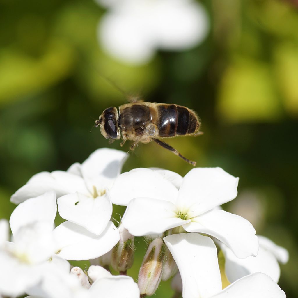 Illakko Alba (siemenet)