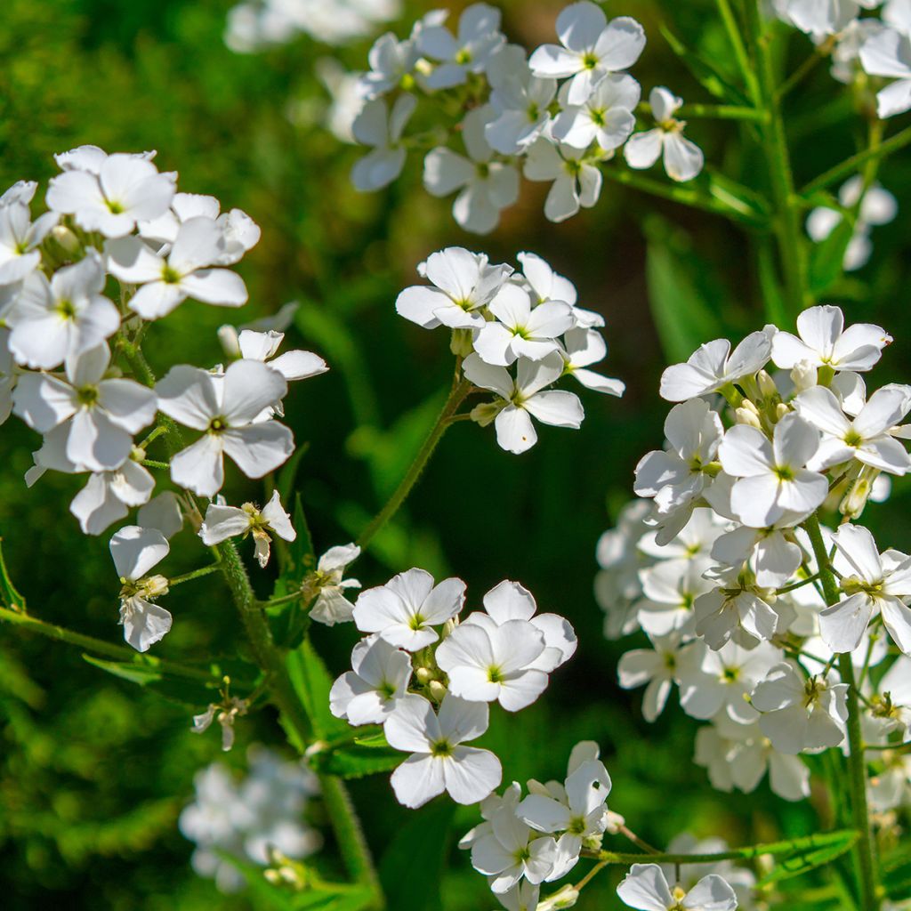 Illakko Alba (siemenet)