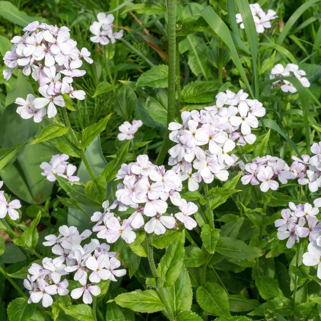 Illakko Alba (siemenet)