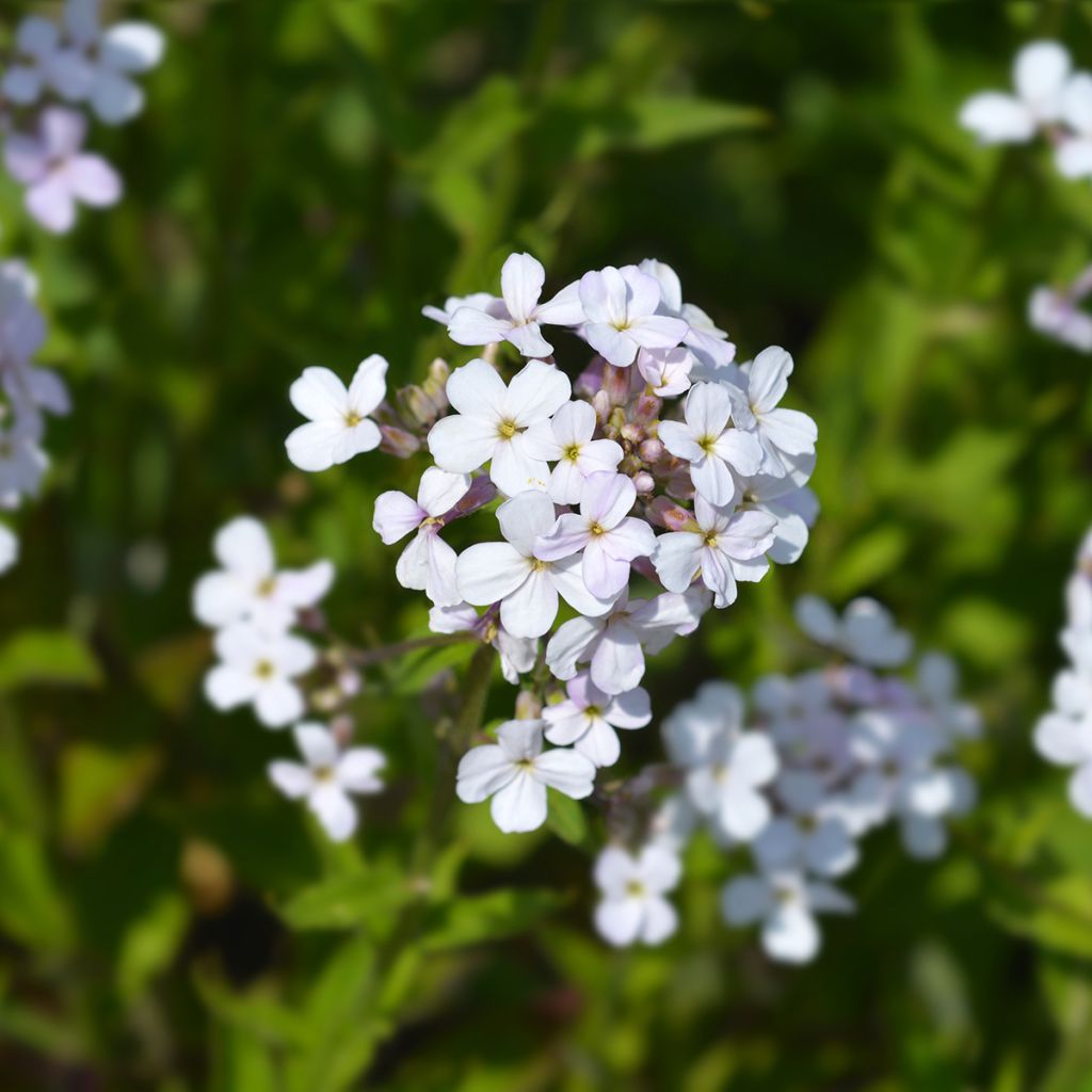 Illakko Alba (siemenet)