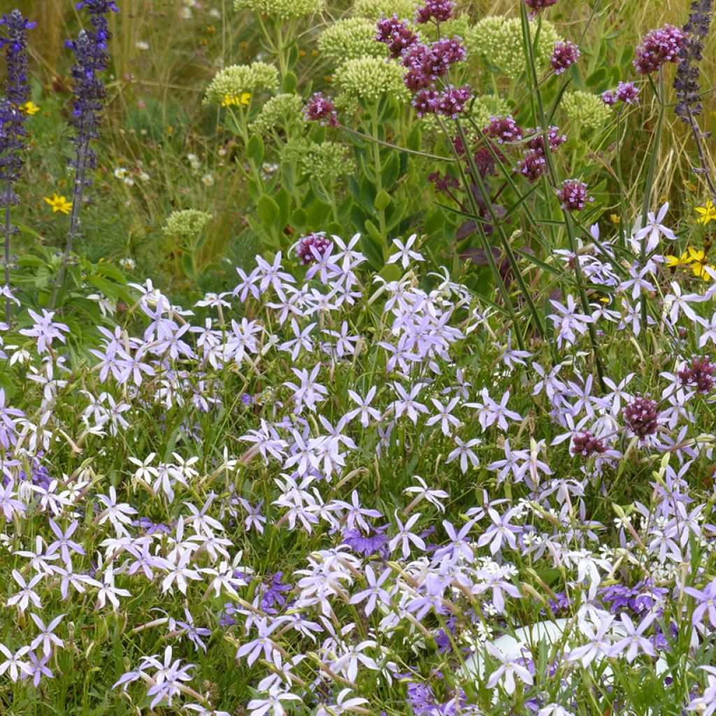 Tähtilobelia Blue Star (siemenet)