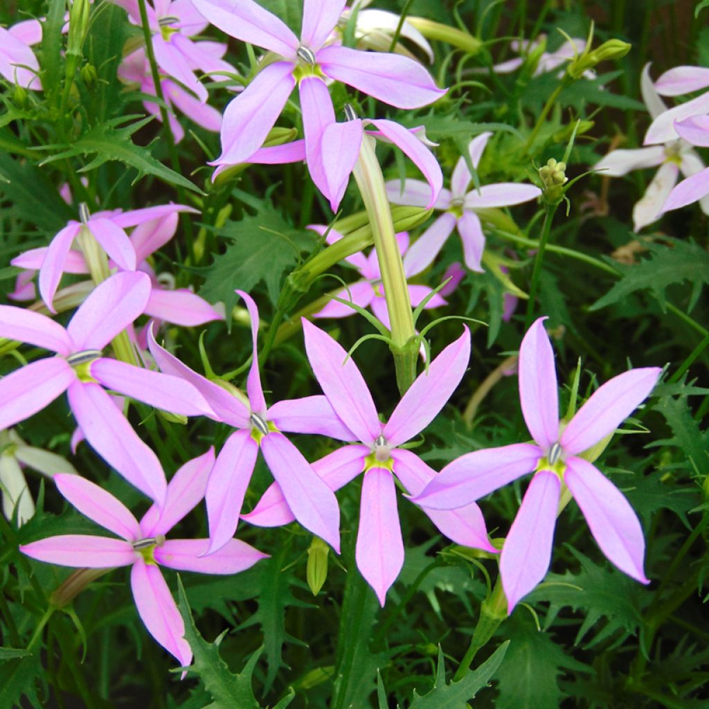 Tähtilobelia Blue Star (siemenet)