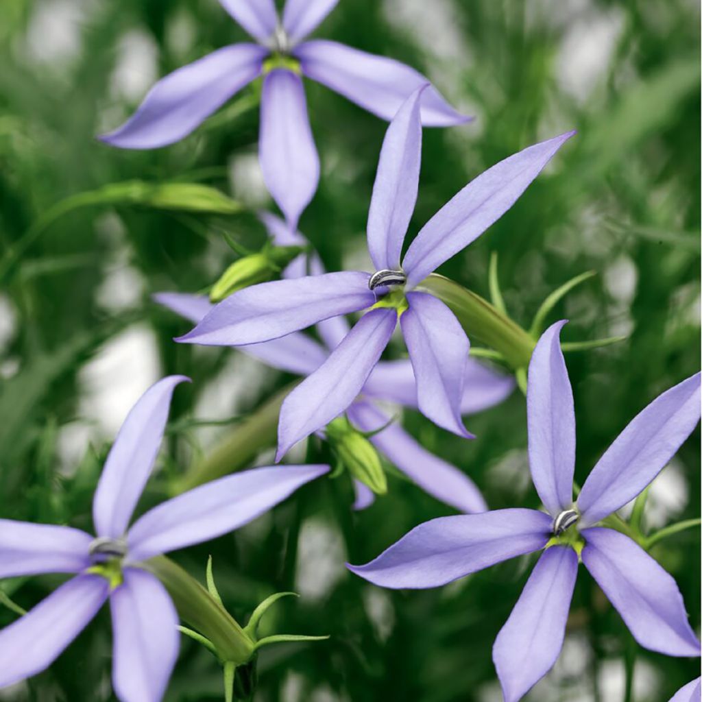 Tähtilobelia Starshine Blue (päällystetyt siemenet)
