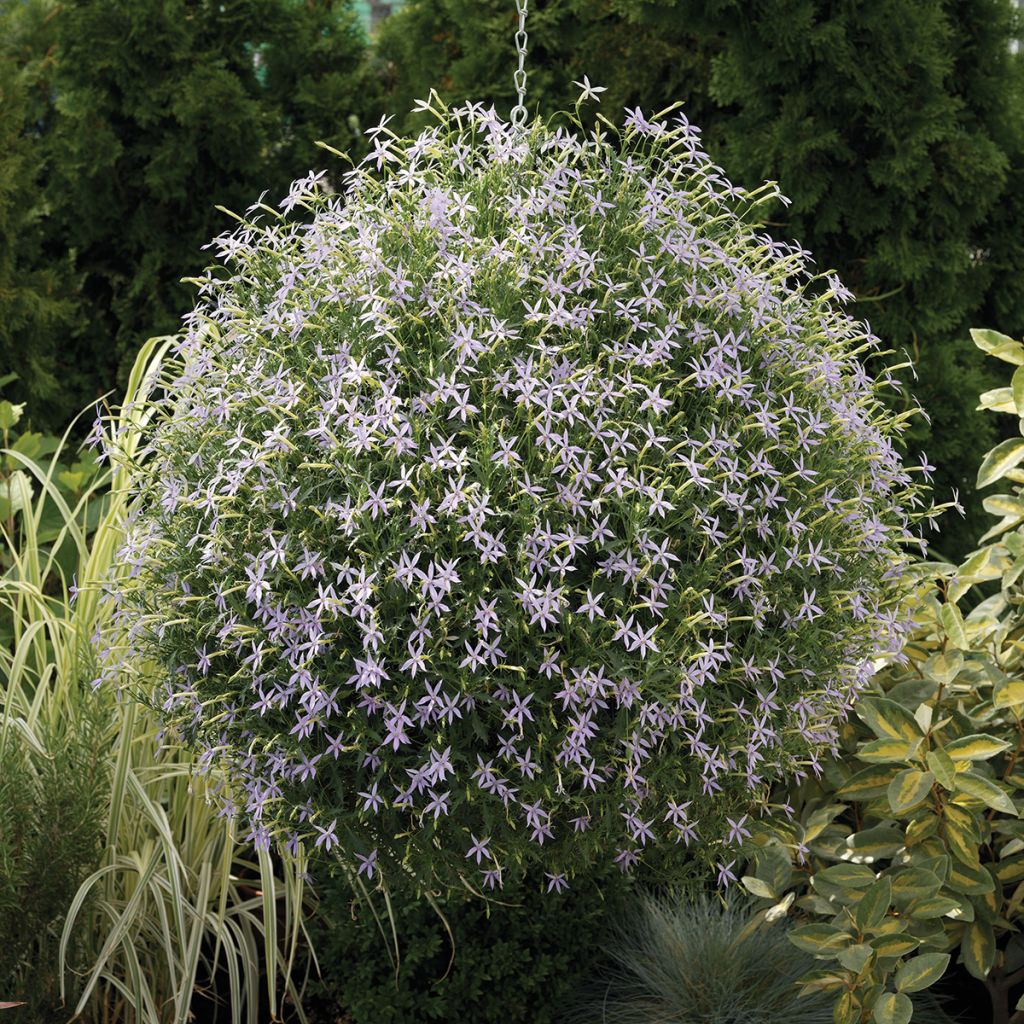 Tähtilobelia Starshine Blue (päällystetyt siemenet)