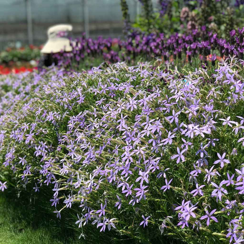Tähtilobelia Starshine Blue (päällystetyt siemenet)