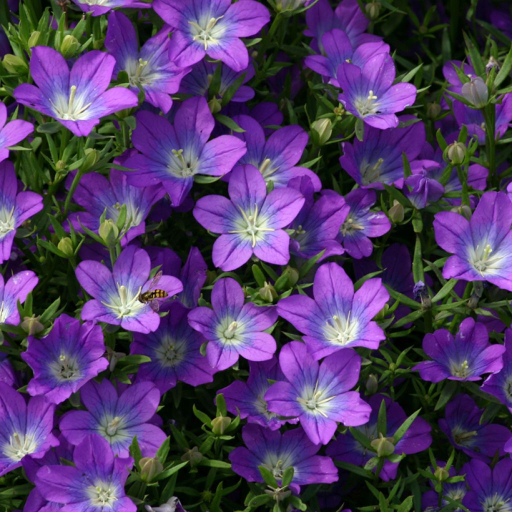 Amppelipeili (siemenet) - Legousia pentagonia