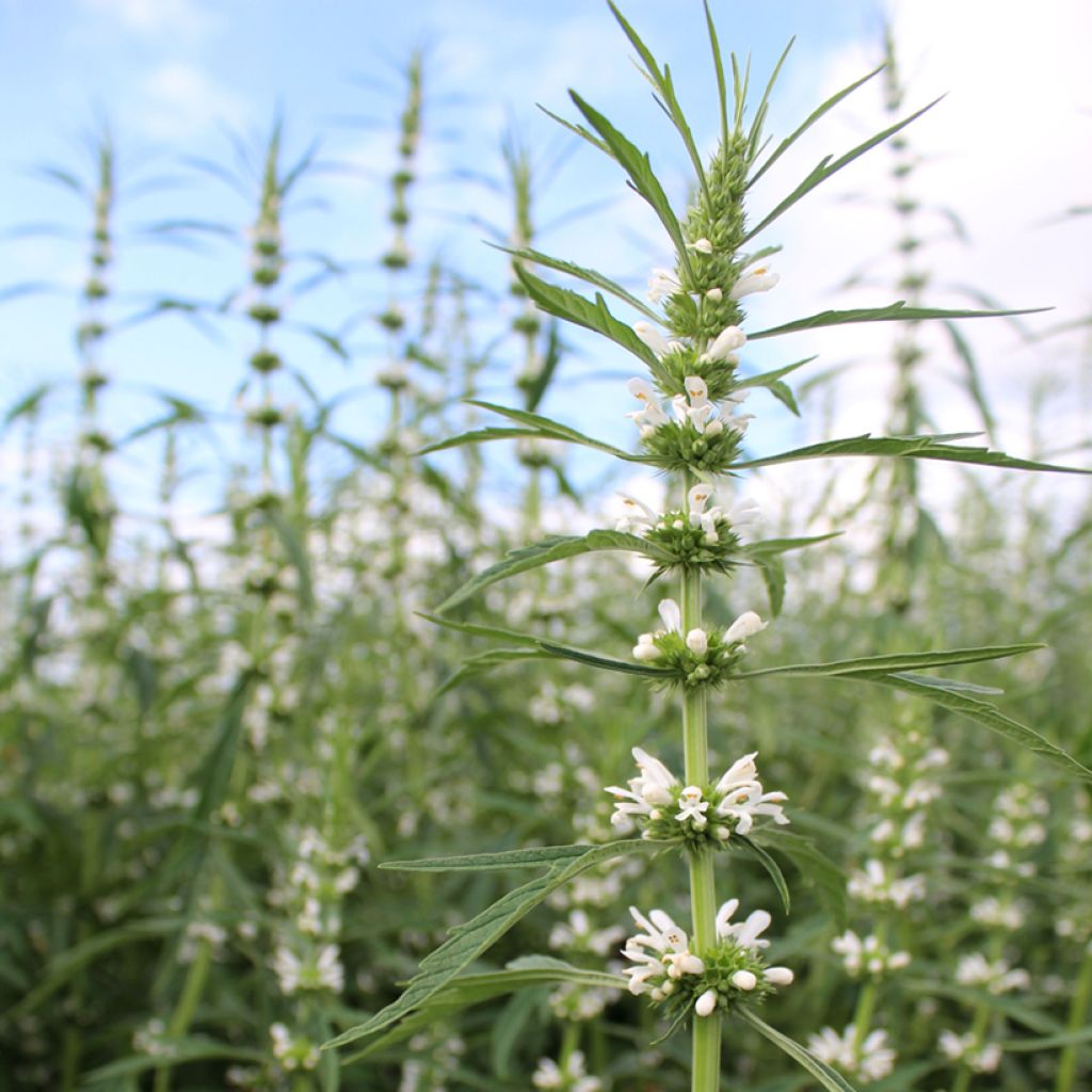 Siperiannukula Alba (siemenet)